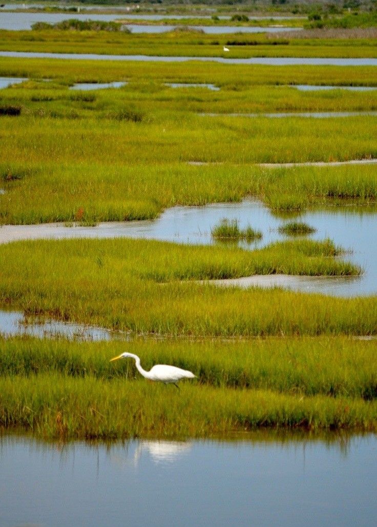 Event Calendar – Cape Harbor Shellfish
